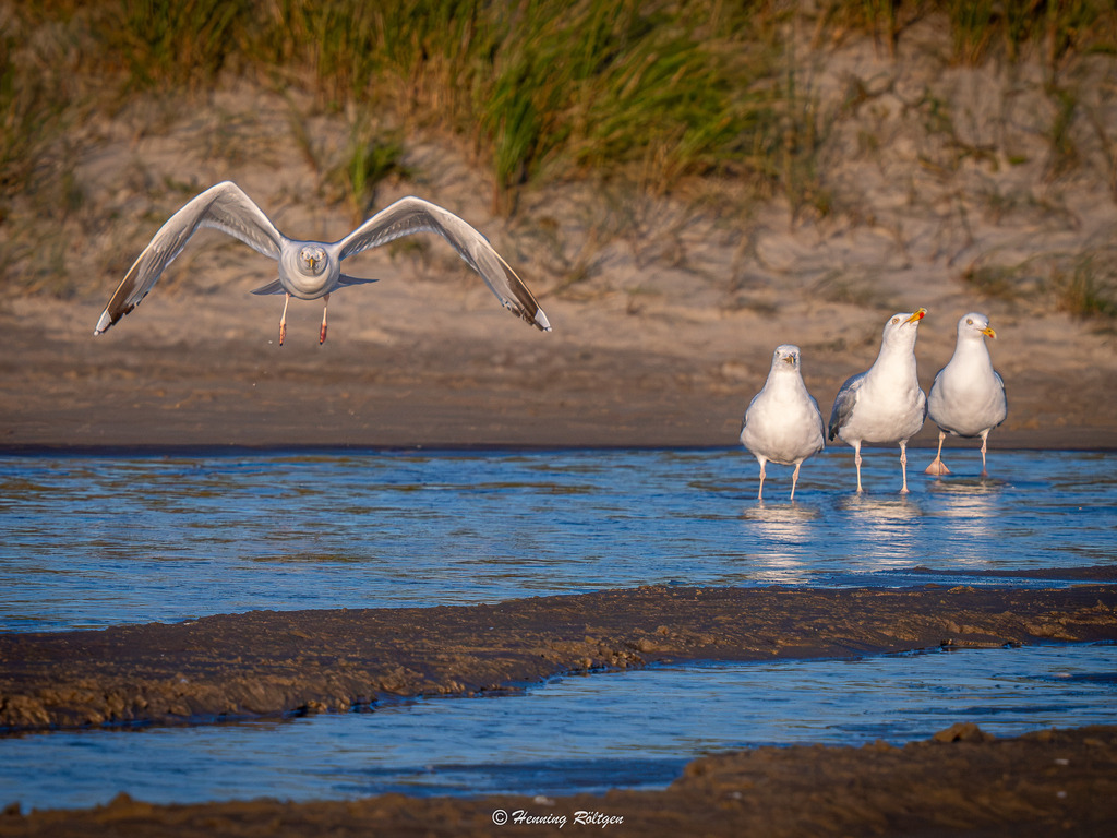 _Final-02831-(P7225747-22.07.2026) | henroe-photoart-shop