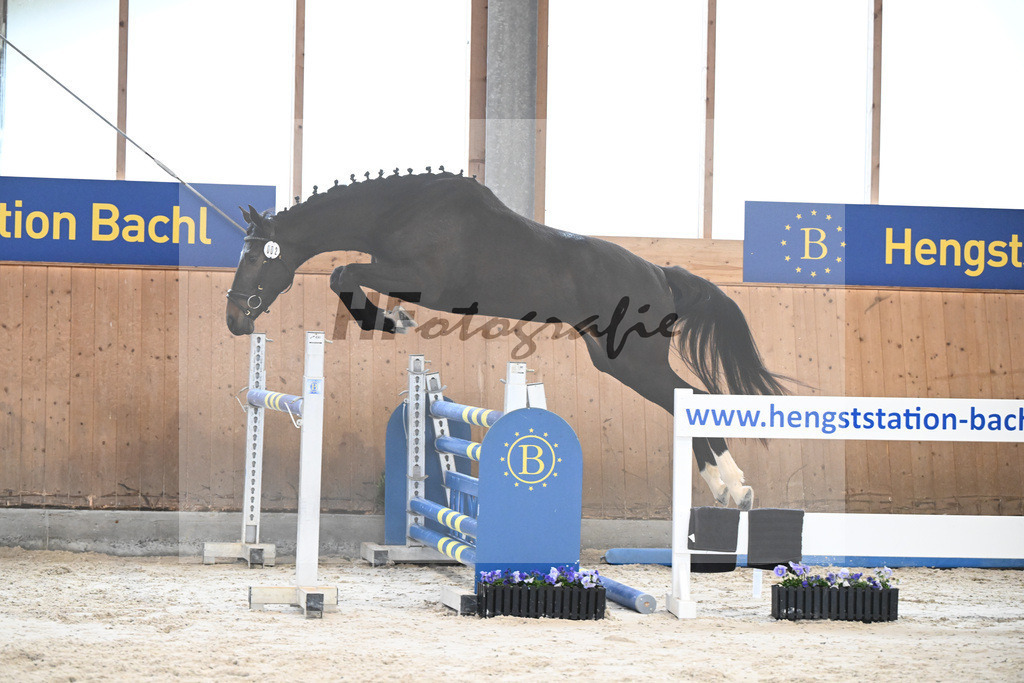 Kat-Nr. 2 Diamond Girl v. Diago_Stecher_7240081 | hf-fotografie - Realisiert mit Pictrs.com