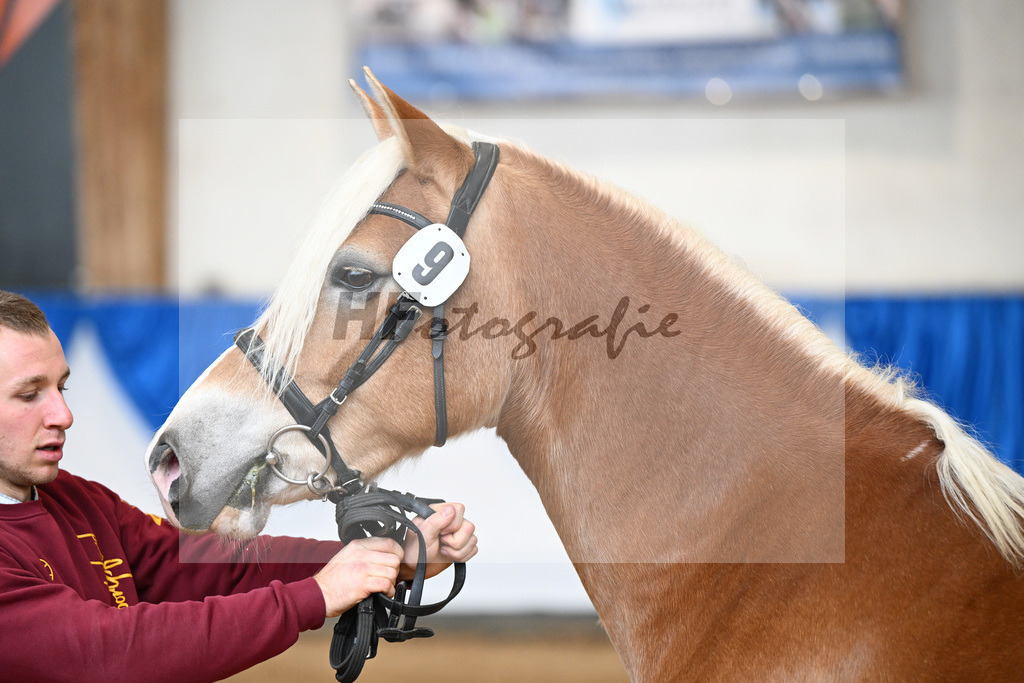 Bl. Band Kat-Nr. 9 Nina v. Sonnenkoenig Gold_Haenle_48251409 | hf-fotografie - Realisiert mit Pictrs.com