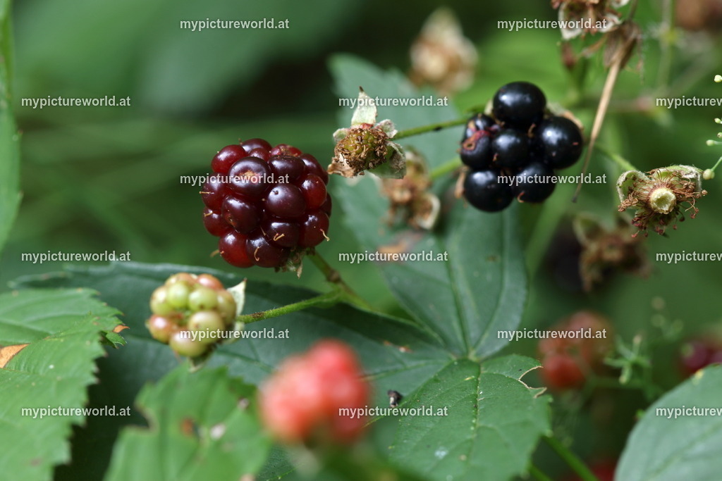 Brombeere-014 | Das Bilderarchiv über Tiere, Planzen und Landschaften. In der Bilddatenbank finden Sie ein große Auswahl an hochwertigen Bilder für Ihre Werbung - Realisiert mit Pictrs.com