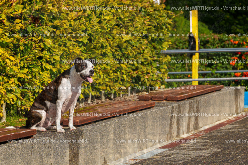 Hundeschwimmen_Grefrath_2026-allesWIRTHgut_Tierfotografie-13_53-FAY00760 | Professionelle Tierfotografie in Mönchengladbach von Daniel Wirth (allesWIRTHgut). Liebevolle & natürliche Bilder von Hunden & Katzen für unvergessliche Erinnerungen.
