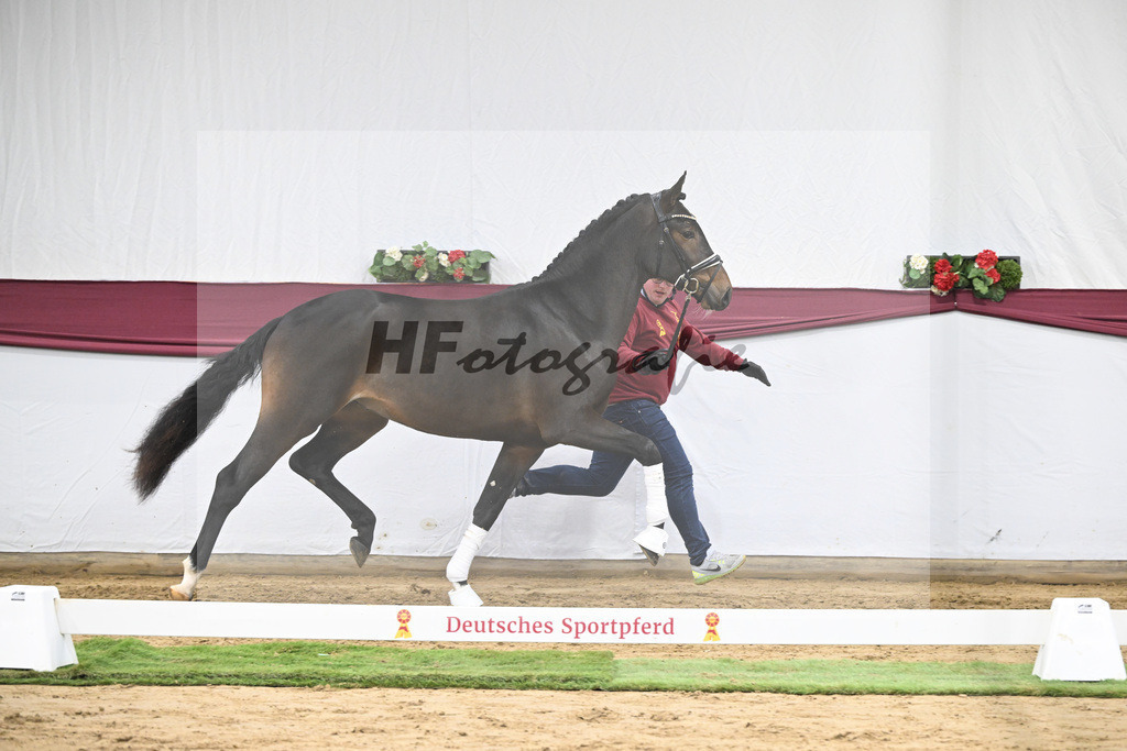 Kat-Nr. 67 Extra Gold x Showmaker_Matthias Schlamminger GmbH_47252543 | hf-fotografie - Realisiert mit Pictrs.com