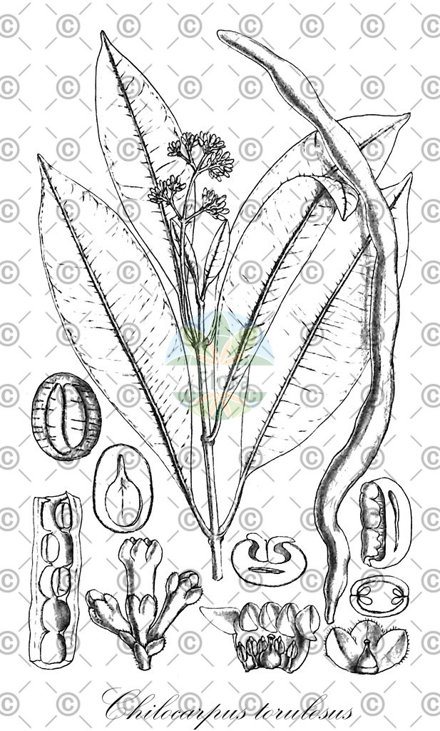 HistAbb_wfo-0000843788_1_ENZY_Simple | Historische Abbildung von Chilocarpus torulosus - Apocynaceae | Historical Illustration of Chilocarpus torulosus - Apocynaceae
