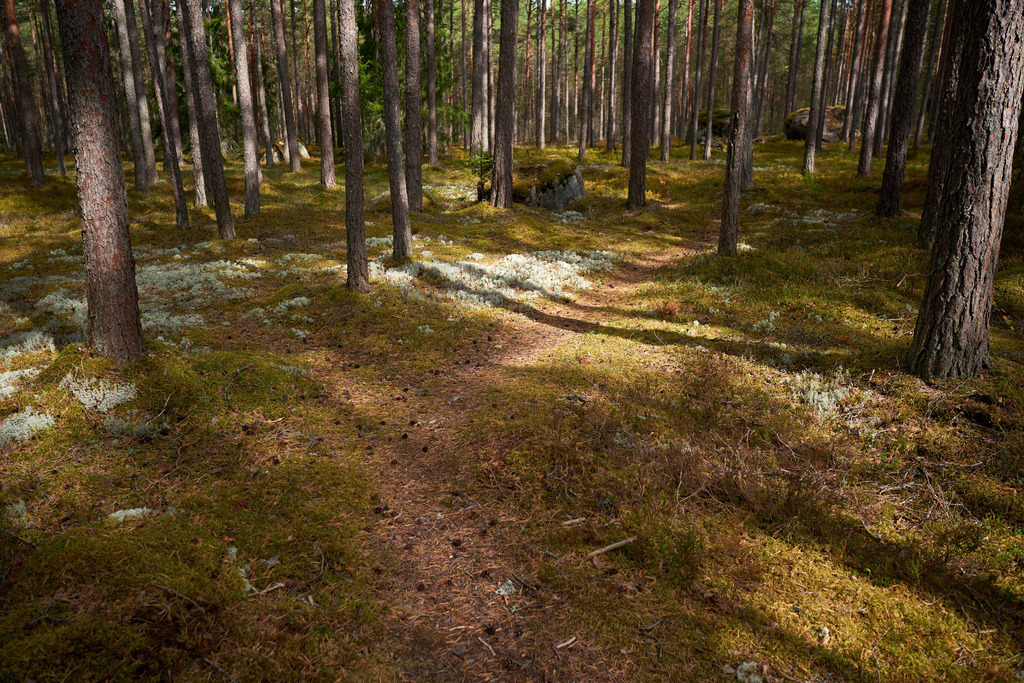 Weg durch einen schönen Kieferwald | Käsmu, Estland - August 24, 2022: Wanderung auf der Halbinsel Käsmu; Weg durch einen schönen Kieferwald mit Flechten und Moose. - Realisiert mit Pictrs.com