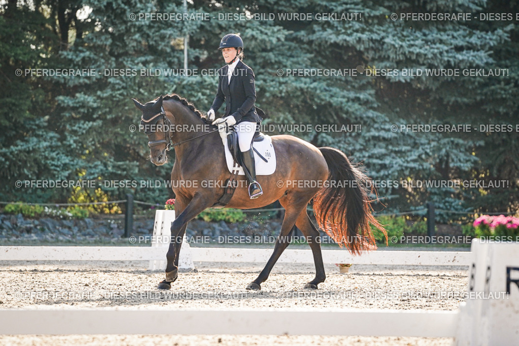 DSC08224 | Pferdegrafie