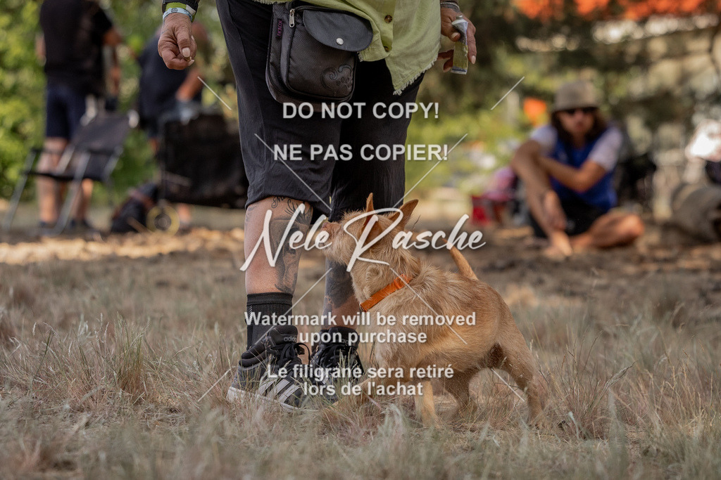 nelerasche_soDD2_33 | nelerasche