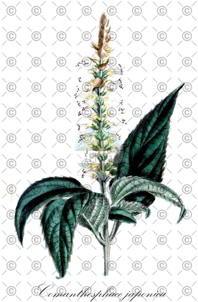 HistAbb_21352_1_FLORAD_SIMPLE | Historische Abbildung von Comanthosphace japonica - Lamiaceae | Historical Illustration of Comanthosphace japonica - Lamiaceae