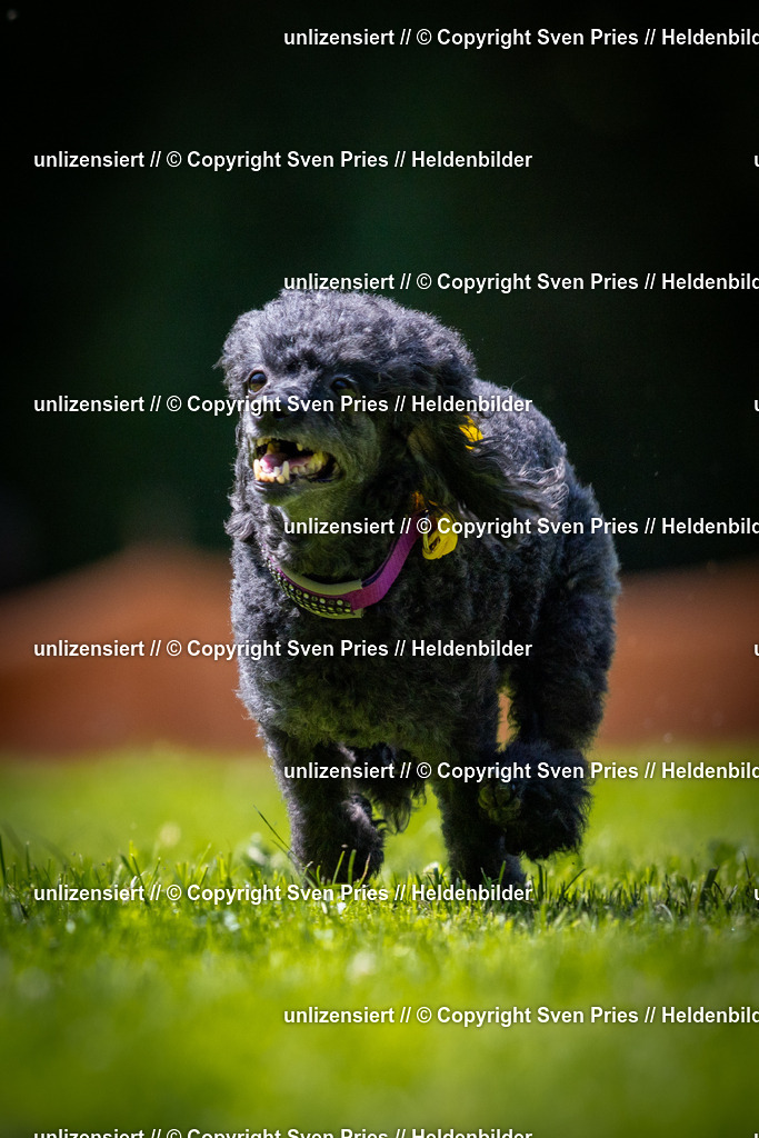 Sven Pries | 2025-08-10 - Hunderennen Durlach - Realisiert mit Pictrs.com