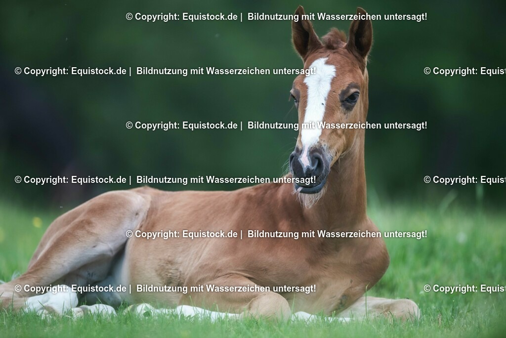 20210617_Fohlen_0359 | Foto: Thomas Hartig