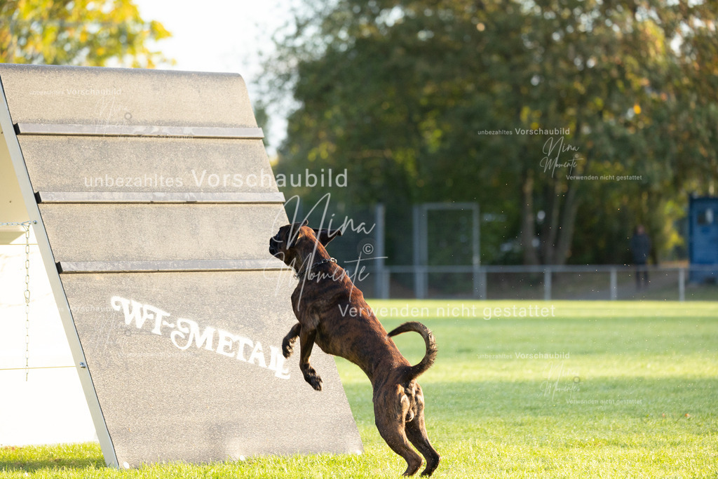 _16A5962 | Einzigartige Fotos von Hunden & Menschen –Actionfotos, Portraits, Vereinsaufnahmen & Paarshootings – authentisch, lebendig & mit Herz.