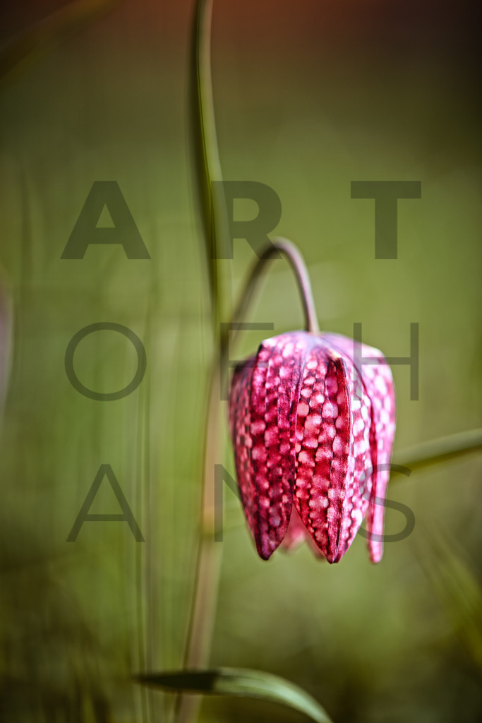 Ein Hans Fineart Original | Entdecke die Kunst von Hans Fineart - Fotografien für dein Zuhause. Verwandle deine Wände mit einzigartigen Kunstwerken und bringe die Schönheit der Welt in dein Leben. Bestelle jetzt und schaffe einen Ort der Inspiration und Eleganz.