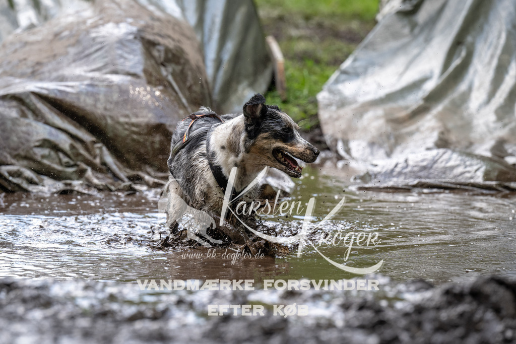 1226_ZZ92228 | kk-dogfotos
