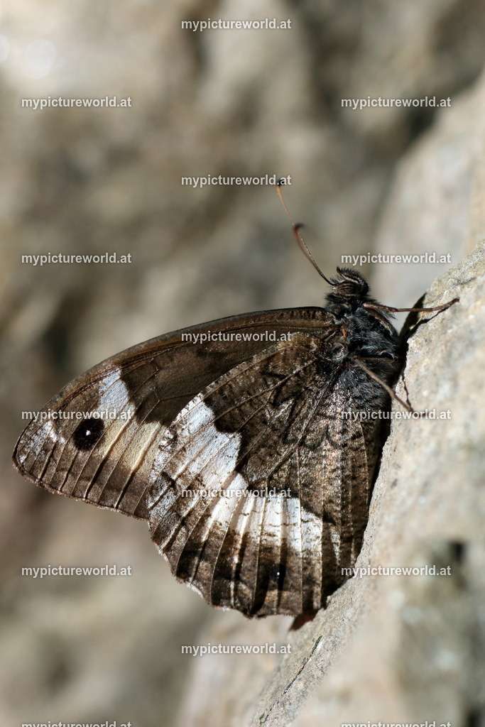 Hipparchia fagi-012 | Das Bilderarchiv über Tiere, Planzen und Landschaften. In der Bilddatenbank finden Sie ein große Auswahl an hochwertigen Bilder für Ihre Werbung - Realisiert mit Pictrs.com