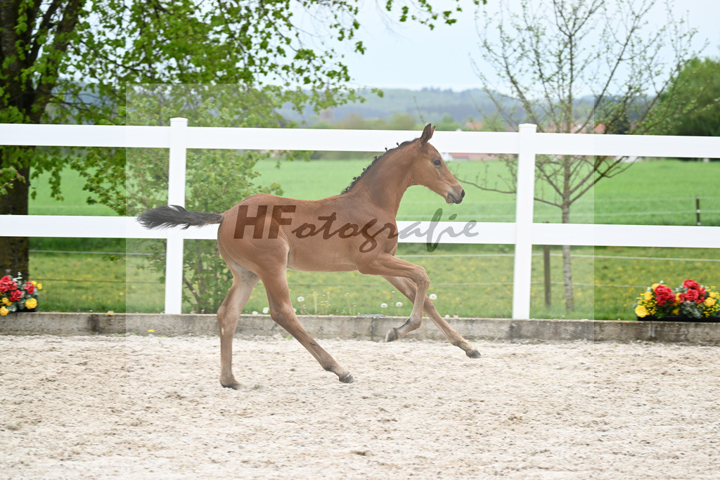 Kat-Nr. 22 HF Quansas des Ivernons x Casaltino_Link_23260977 | hf-fotografie - Realisiert mit Pictrs.com