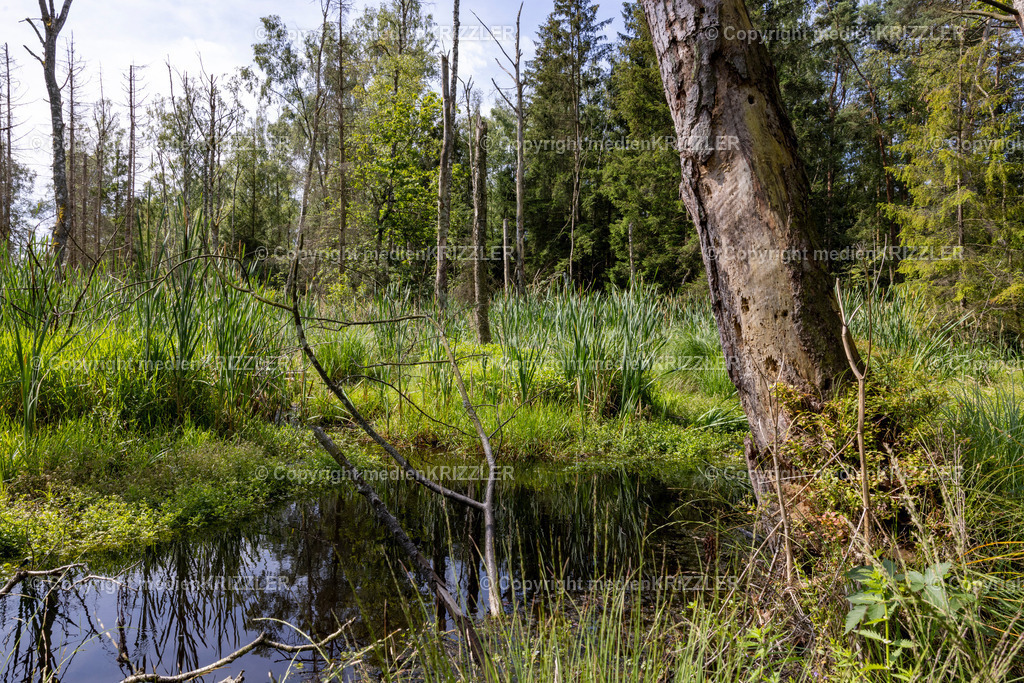 _J3A5393 | medienkrizzler - Realisiert mit Pictrs.com