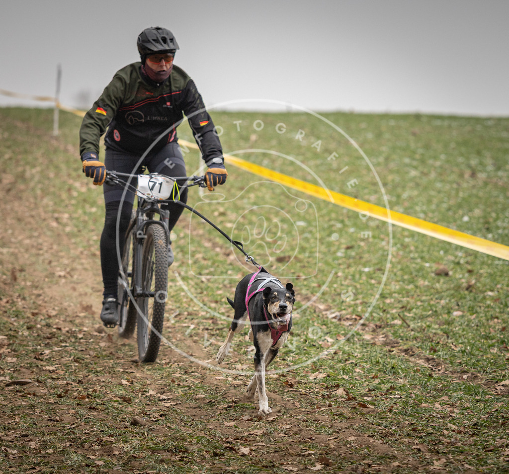 Pfotenfotografie_DV3A3168 | Hundefotografie, Tierfotograf, Pfotenfotografie, Fotoshooting Hund, Hunde Portrait, Hundesport, Hundeportraits, Heideshooting, Hunde, Sportfotograf, Hundefotograf, Turnierhundsport, THS,  - Realisiert mit Pictrs.com