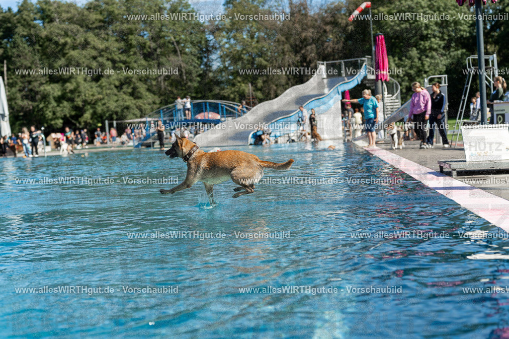 Hundeschwimmen_Volksbad_2026-allesWIRTHgut_Tierfotografie-2609061130-104050-7R509676 | Professionelle Tierfotografie in Mönchengladbach von Daniel Wirth (allesWIRTHgut). Liebevolle & natürliche Bilder von Hunden & Katzen für unvergessliche Erinnerungen.