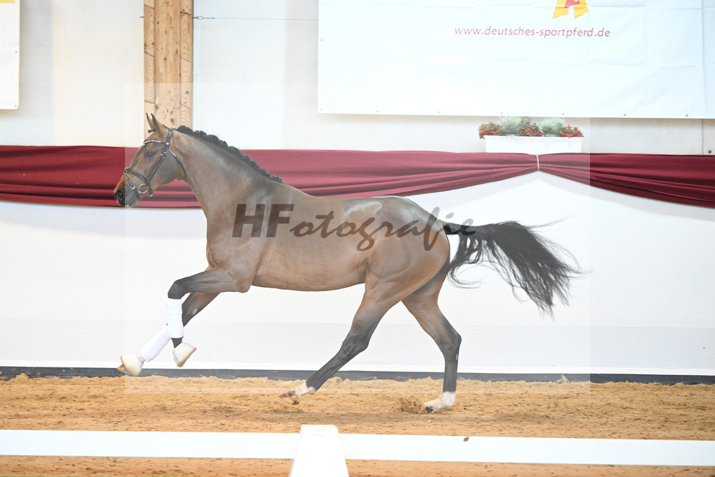 Kat-Nr. 3 v. Baron_Brors_66221593 | hf-fotografie - Realisiert mit Pictrs.com