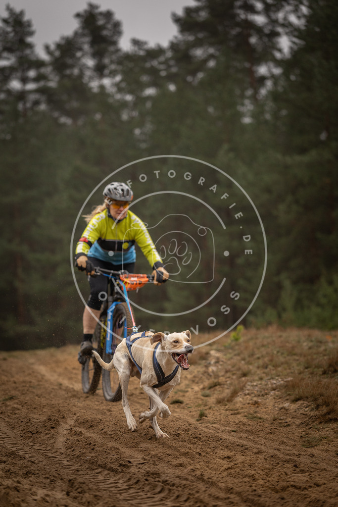 Pfotenfotografie_DV3A3080 | Hundefotografie, Tierfotograf, Pfotenfotografie, Fotoshooting Hund, Hunde Portrait, Hundesport, Hundeportraits, Heideshooting, Hunde, Sportfotograf, Hundefotograf, Turnierhundsport, THS,  - Realisiert mit Pictrs.com