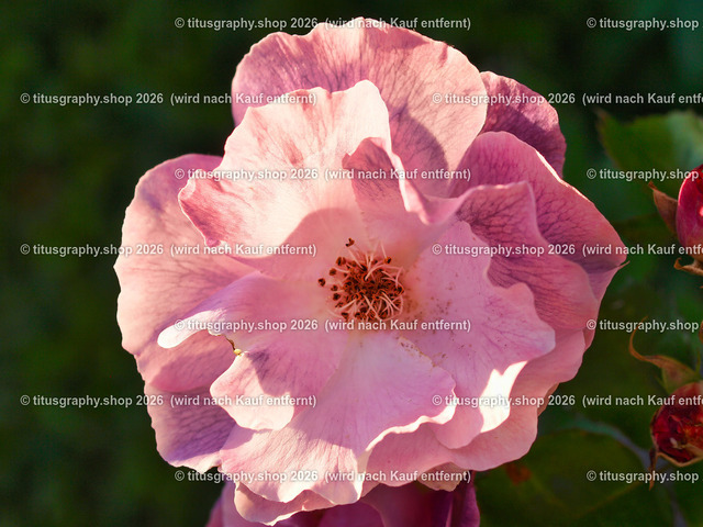 titusgraphy_P6291937-vz-ln | titusgraphy-shop: Geschenkideen mit Qualitätsfotos. titusgraphy-shop: gift ideas with quality photos. titusgraphy-shop: idées cadeaux avec photos de qualité.  - Realisiert mit Pictrs.com