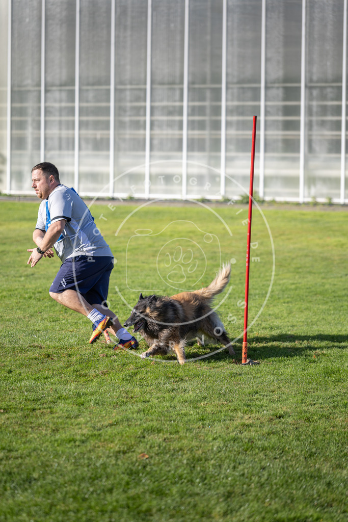 Pfotenfotografie.de_DV3A3400 | Hundefotografie, Tierfotograf, Pfotenfotografie, Fotoshooting Hund, Hunde Portrait, Hundesport, Hundeportraits, Heideshooting, Hunde, Sportfotograf, Hundefotograf, Turnierhundsport, THS, canicross - Realisiert mit Pictrs.com
