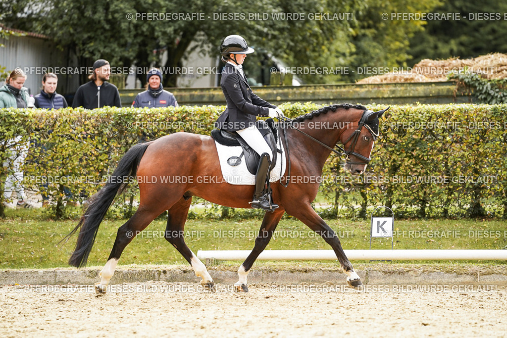 DSC02903 | Pferdegrafie