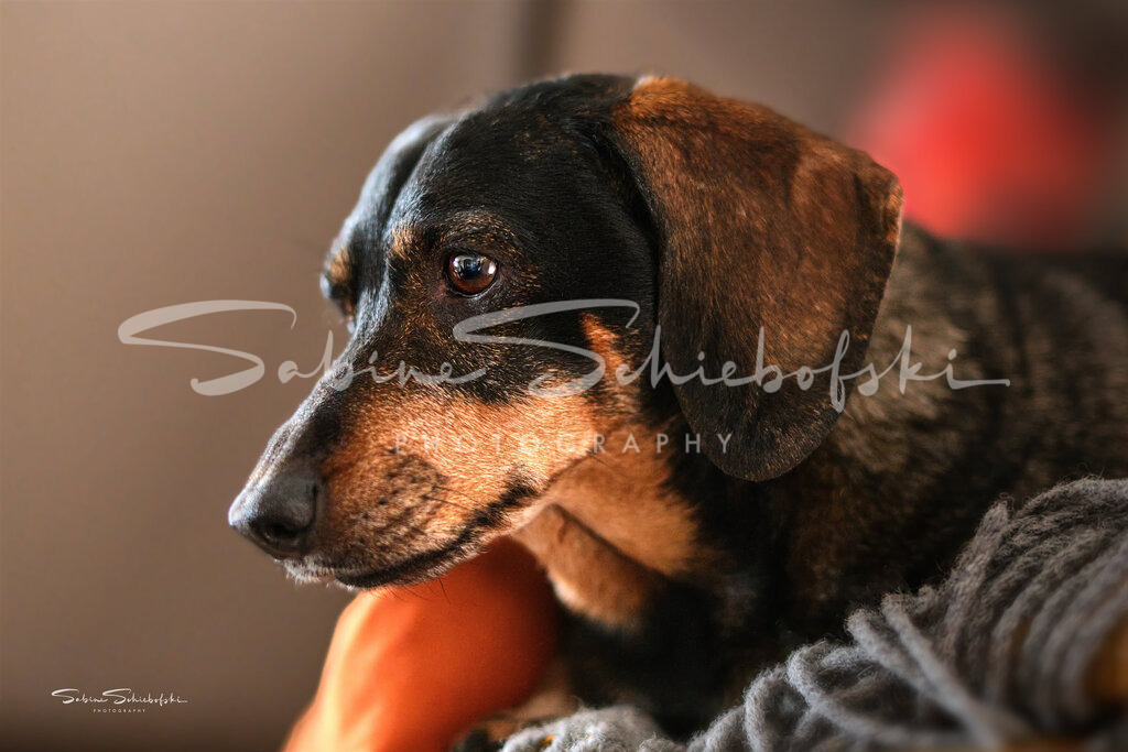 "Hummel" @home | Ein Rauhaardackel liegt eingekuschelt in eine Decke auf dem Sofa - Realisiert mit Pictrs.com