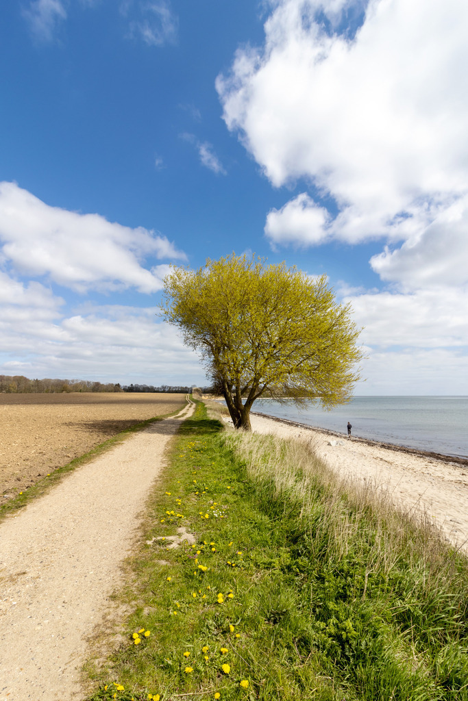 Wandbild: Spazierweg am Meer | Dieses Wandbild zeigt einen wunderschönen Wanderweg direkt an der Ostsee. Am Wegesrand steht ein Baum direkt am Strand mit hellgrünen Blättern. Im Vordergrund sind einige Löwenzahnblüten zu sehen. Holen Sie sich diese idyllische Landschaftsbild nach Hause und fühlen Sie sich jeden Tag wie im Urlaub. Dieses Wandbild ist als Leinwand, als Acrylglas/Glasbild und Aluminium-Platte in vielen Abmessungen erhältlich und wird individuell für Sie produziert. Ideal fürs Wohnzimmer, Schlafzimmer, Küche, die Ferienwohnung, das Hotelzimmer, das Büro oder die Praxis.  - Realisiert mit Pictrs.com