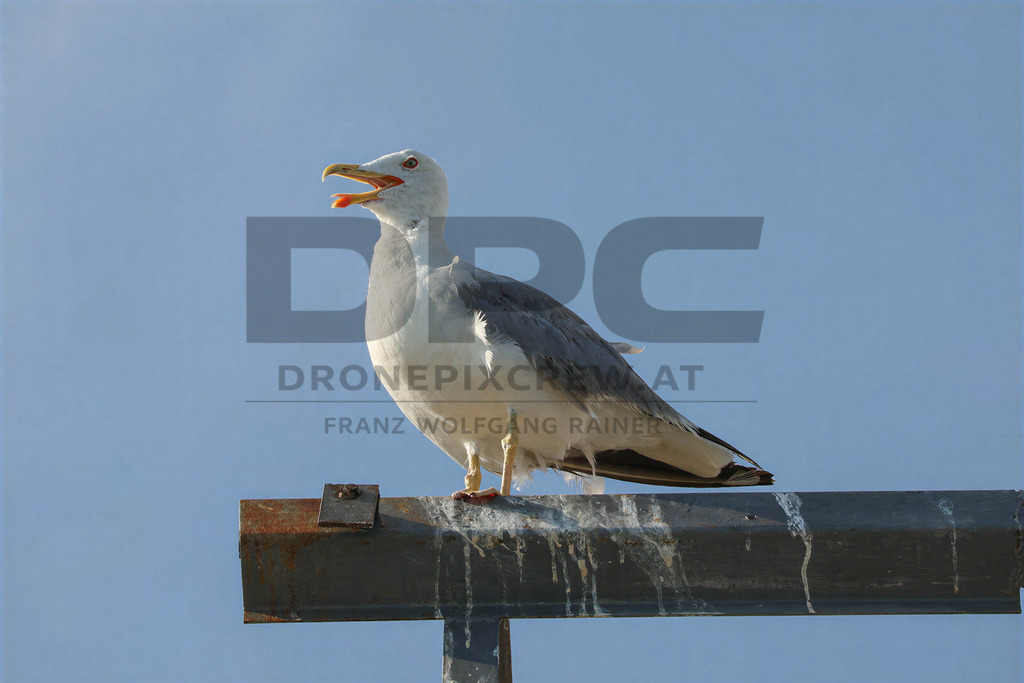 Yellow-legged Gull (Larus michahellis) | Yellow-legged Gull (Larus michahellis), a large gull species commonly found along Mediterranean coasts, rocky shorelines, harbours and coastal areas. - Realisiert mit Pictrs.com