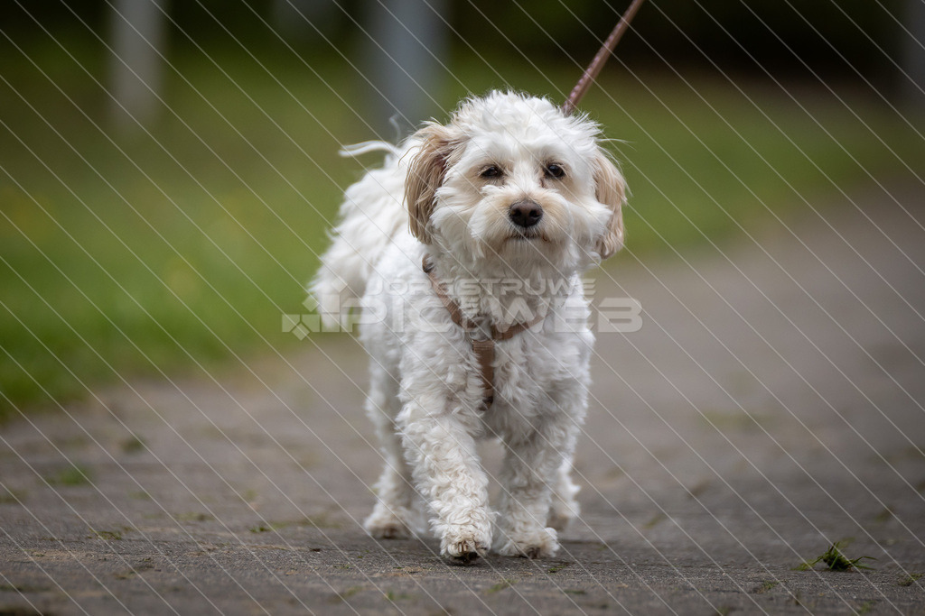 20260419_Picselweb-Fotografie_1R3_0175 | Dein Fotograf aus dem Landkreis Stade für Sport und Events - Realisiert mit Pictrs.com