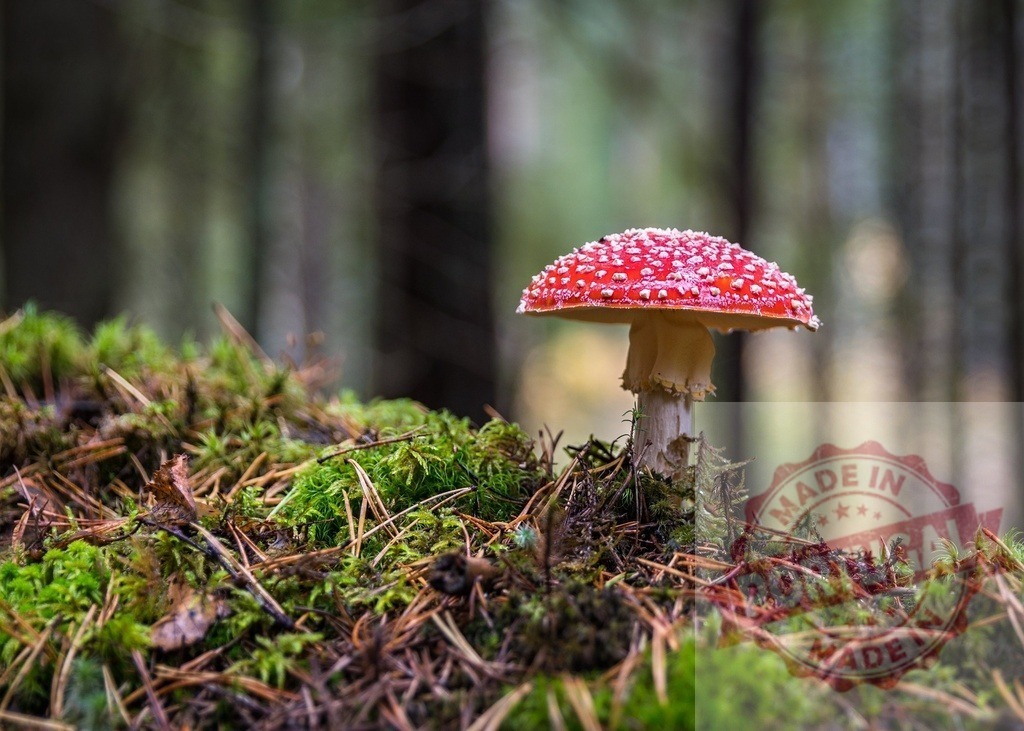 Amanita muscaria mushroom growing in forest nature | Amanita muscaria mushroom with red cap and white spots growing on mossy forest floor - Realisiert mit Pictrs.com