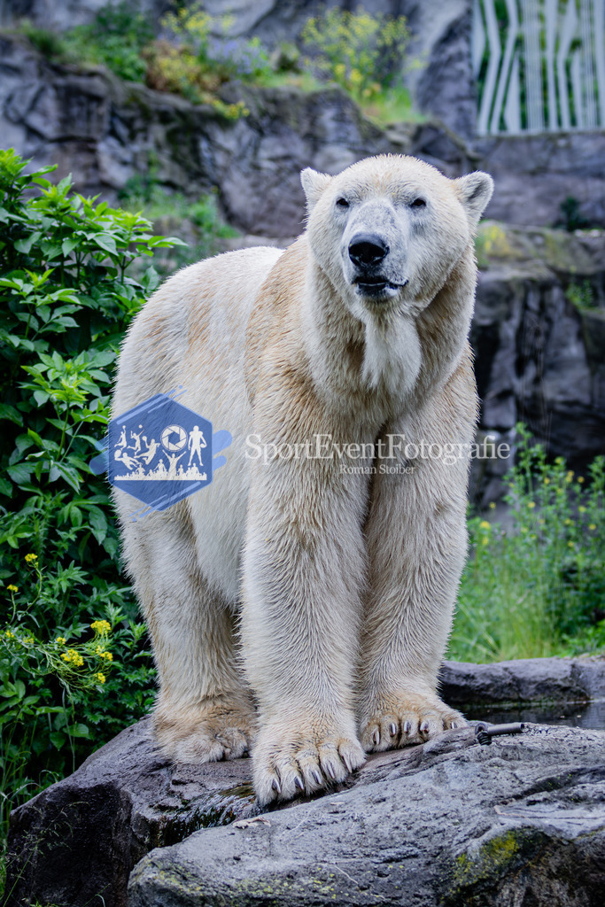 IMG_5935 | SportEventFotografie - Roman Stoiber