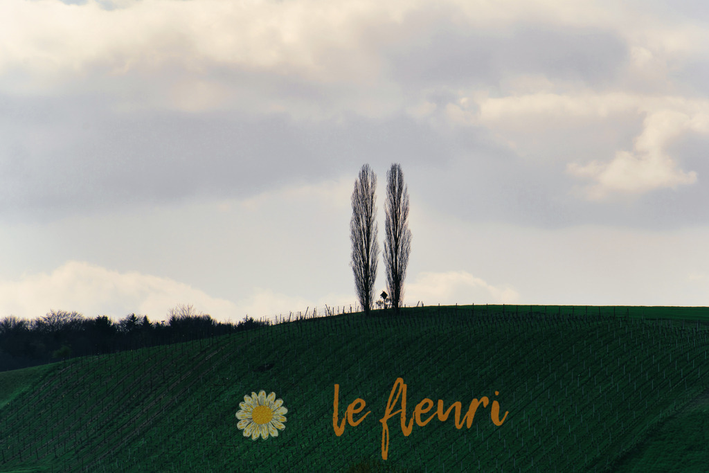 DSC_0135-NEF_DxO_DeepPRIME | Dies ist der Shop von Florian Blum - le fleuri. Langenthal, Bern, Schweiz. Sie können hier meine oder ihre eigenen Fotos als Fotoprodukte kaufen. Tassen, Schlüsselanhänger, Taschen etc. können Sie hier gestalten.  - Realisiert mit Pictrs.com