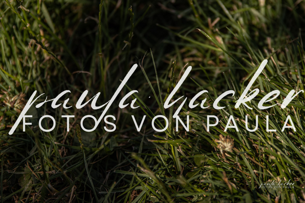 IMG_0693 | Erleben Sie dynamische Sport- und emotionale Tierfotografie in Süddeutschland mit Fotos von Paula. Spezialisiert auf Pferde- und Hundefotografie sowie Sportevents. Kontaktieren Sie mich für einzigartige und ausdrucksstarke Bilder Ihrer besonderen Momente. - Realisiert mit Pictrs.com