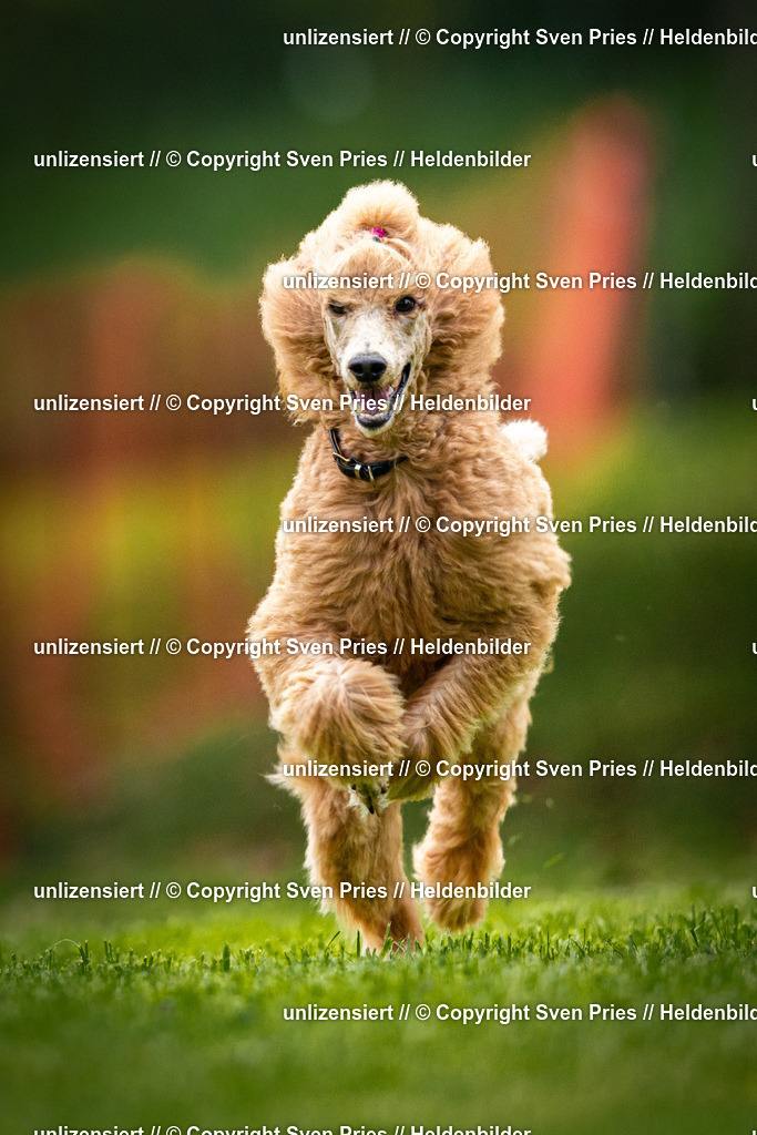 Sven Pries | 2025-09-21 - Hunderennen Baden-Oos - Realisiert mit Pictrs.com