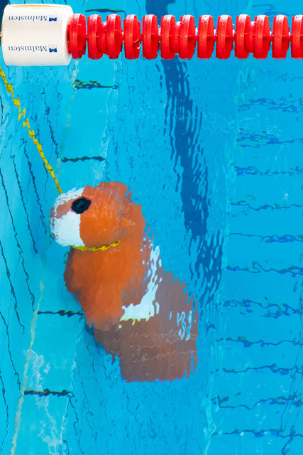 DLRG, Wettkampf, Rettungssport, Landesverbandsmeisterschaften 2026 13.06.2026 | Bedburg, Deutschland - June, 13: [bX] aus dem Verein DLRG [ogX] im Lauf Nr. Einschwimmen der Landesverbandsmeisterschaften 2026 im MonteMare Bedburg. In dem Lauf Nr. Einschwimmen traten die Teilnehmenden in der Disziplin unbekannt gegeneinander an. (Foto: Benedikt Lang (DLRG) - Realisiert mit Pictrs.com
