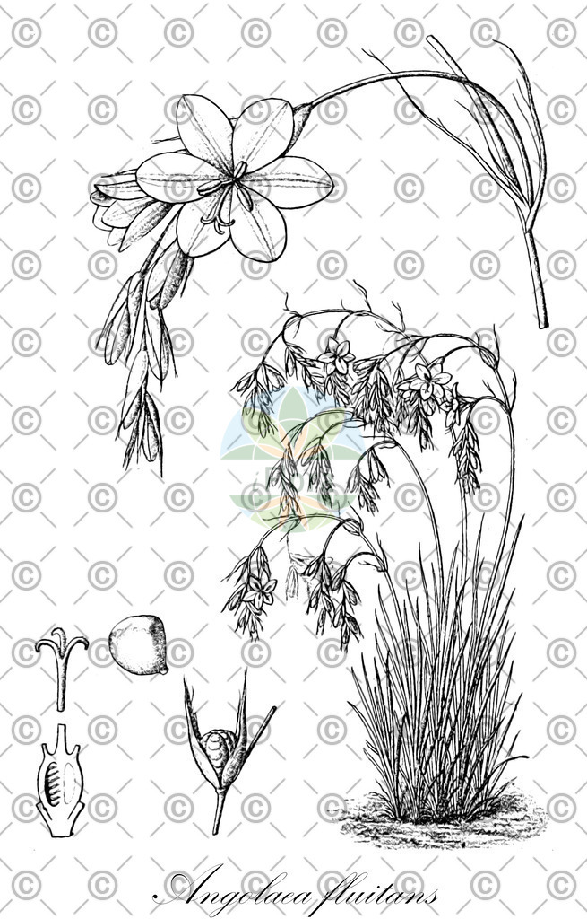 HistAbb_wfo-0000536542_118_ENZY_Simple | Historische Abbildung von Angolaea fluitans - Podostemaceae | Historical Illustration of Angolaea fluitans - Podostemaceae