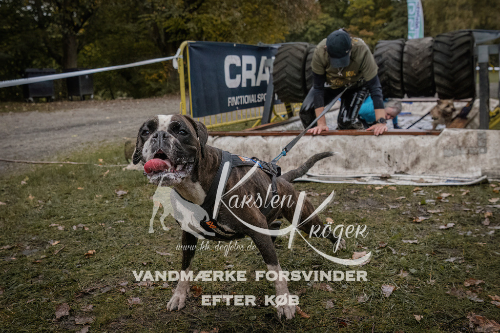 1630_ZZ93749 | kk-dogfotos