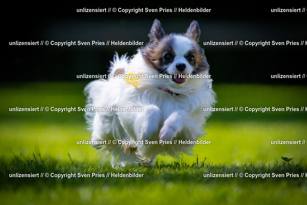 Sven Pries | 2025-08-10 - Hunderennen Durlach - Realisiert mit Pictrs.com