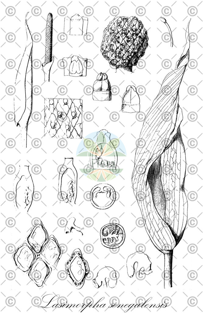 HistAbb_wfo-0000224009_1_ENZY_Simple | Historische Abbildung von Lasimorpha senegalensis - Araceae | Historical Illustration of Lasimorpha senegalensis - Araceae