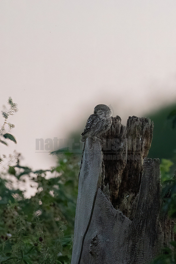 R6NF3010_20240626 | Der Steinkauz ist eine kleine, kurzschwänzige Eulenart aus der Familie der Eigentlichen Eulen. Das Verbreitungsgebiet des Steinkauzes erstreckt sich über Eurasien und Nordafrika. Er ist ein charakteristischer Bewohner der Baumsteppe mit spärlicher oder niedriger Vegetation und jagt bevorzugt auf dem Boden. - Realisiert mit Pictrs.com
