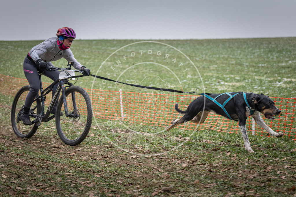 Pfotenfotografie_DV3A0985 | Hundefotografie, Tierfotograf, Pfotenfotografie, Fotoshooting Hund, Hunde Portrait, Hundesport, Hundeportraits, Heideshooting, Hunde, Sportfotograf, Hundefotograf, Turnierhundsport, THS,  - Realisiert mit Pictrs.com