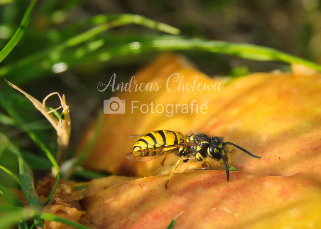 Wespe auf dem Apfel | Der Onlineshop für malerische Fotografien aus dem Landkreis Vechta✅ Premium Druck auf Leinwand✅ Acryl✅ oder Alu-Dibond✅➤Jetzt Bestellen! - Realisiert mit Pictrs.com