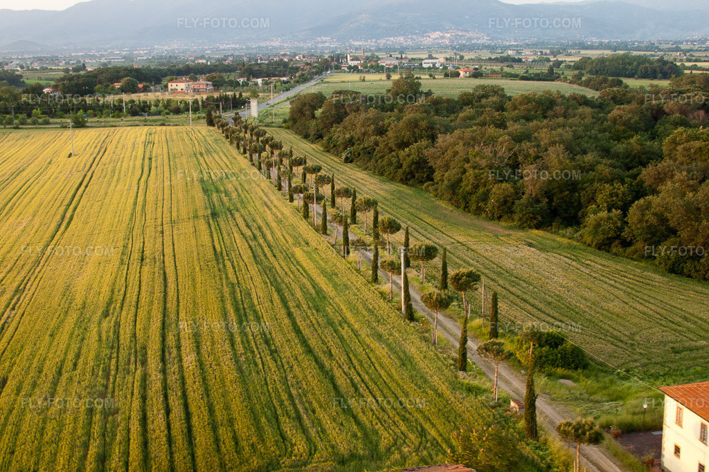 Aerial view: Cypress avenue, row of trees along a country road at the edge of a field in Castroncello in Castiglion Fiorentino in the state Arezzo, Italy. – Photo: IMG_27890.jpg taken on 05/29/2010 by Werner Riehm/FLY-FOTO.com – Resolution of the original: 4752 x 3168 px