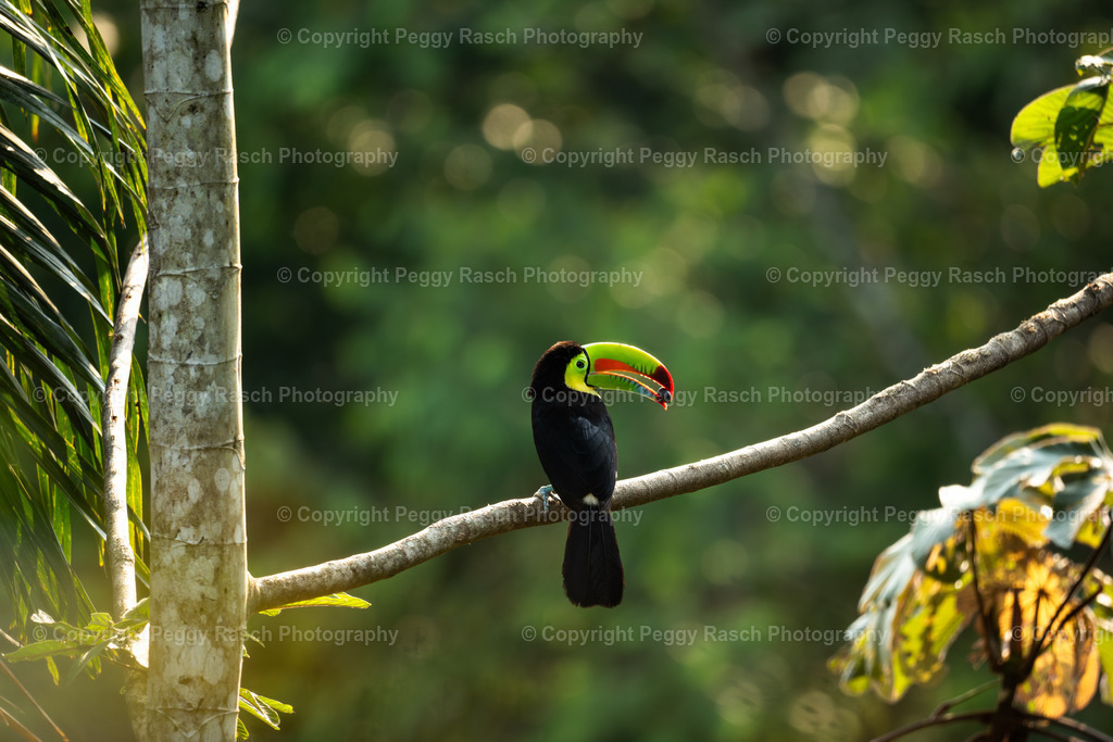 Tucan (4) | PeggyRaschPhotography - Realisiert mit Pictrs.com