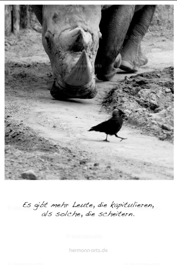 PK_Zitate_10x15_BW-072 | Photo Foto Kunst Art schwarzweiss Bilder Rheine Münster Berlin Blumen 