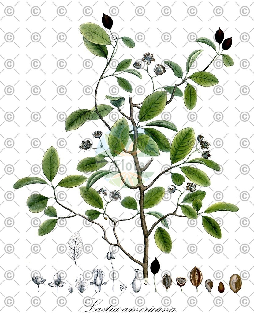 HistAbb_wfo-0000446172_1_ENZY_Simple | Historische Abbildung von Laetia americana - Salicaceae | Historical Illustration of Laetia americana - Salicaceae