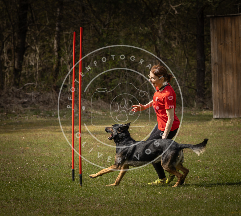 Pfotenfotografie_DV3A4911 | Hundefotografie, Tierfotograf, Pfotenfotografie, Fotoshooting Hund, Hunde Portrait, Hundesport, Hundeportraits, Heideshooting, Hunde, Sportfotograf, Hundefotograf, Turnierhundsport, THS,  - Realisiert mit Pictrs.com