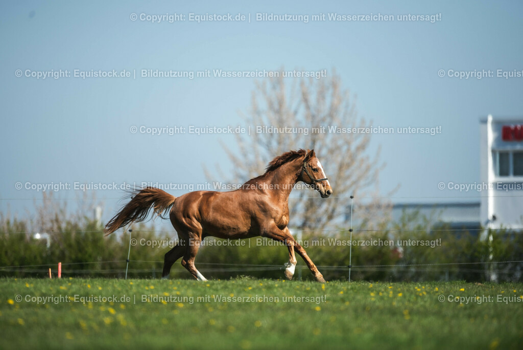 20210426_Pferd-auf-Koppel_0028 | equistock