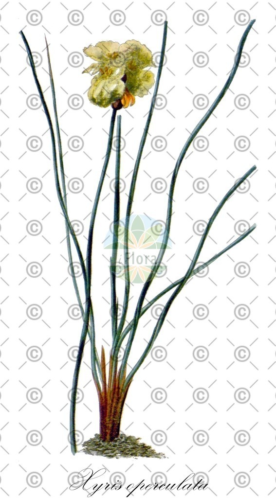 HistAbb_wfo-0001256974_1_ENZY_Simple | Historische Abbildung von Xyris operculata - Xyridaceae | Historical Illustration of Xyris operculata - Xyridaceae